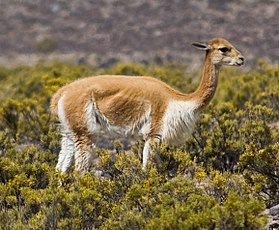 Vicunha em Arequipa, no Peru