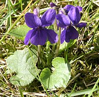 Viola odorata