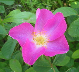 Parlagi rózsa (Rosa gallica) Romániában