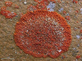 Elegant sunburst lichen