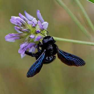 The violet carpenter bee (Xylocopa violacea) is one of the largest bees in Europe.