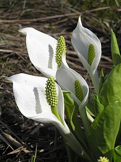 Valkomajavankaali Lysichiton camtschatcensis.