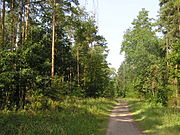 Neuer Schildhornweg im Grunewald mit typischer Vegetation