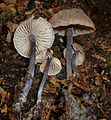 Zweifarbiger Zärtling Entoloma dichroum