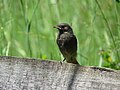 Unbekannter Sperlingsvogel in Frankenfels, Niederösterreich auf 550 m am 2018-05-22