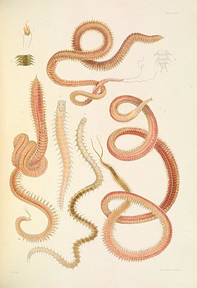 Imagem de Glyceridae, um importante grupo de Glyceriformia (Fonte: British marine annelids 1910)[1]