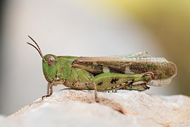 Orthoptera - Aiolopus thalassinus