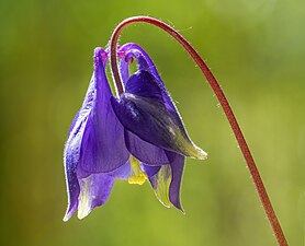 Columbina (Aquilegia)