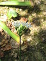 Miniatuurafbeelding voor de versie van 5 jun 2010 16:25