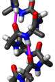 Side view of an α-helix of alanine residues in atomic detail. Two hydrogen bonds to the same peptide group are highlighted in magenta; the H to O distance is about 2 Å (0.20 nm). The protein chain runs upwards here, i.e., its N-terminus is at the bottom and its C-terminus at the top. Note that the sidechains (gray stubs) angle slightly downward, toward the N-terminus, while the peptide oxygens (red) point up and the peptide NHs point down.