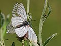 Baumweißling auf einer Distel (Carduus)