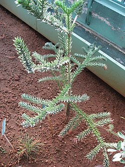 Araucaria montana 01 by Line1. 
 JPG