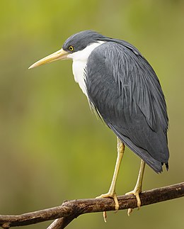 Keršasis garnys (Ardea picata)