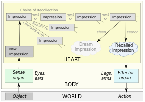 Senses, perception, memory, dreams, action in Aristotle's biology. Impressions are stored in the seat of perception, linked by his Laws of Association (similarity, contrast, and contiguity). Aristotle Senses Perception Memory Dreams Action.svg