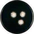 Aspergillus pseudoglaucus growing on CYA plate