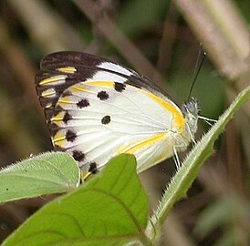 寂静贝粉蝶 Belenois calypso