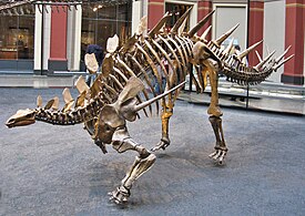 Скелет кентрозавра, Музей естествознания (Берлин)