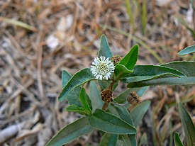 Эклипта простёртая (Eclipta prostrata)