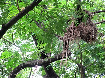 English: A bird nest in Bangladesh