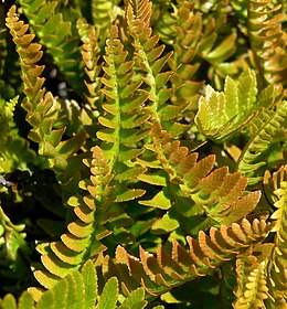 Blechnum microphyllum