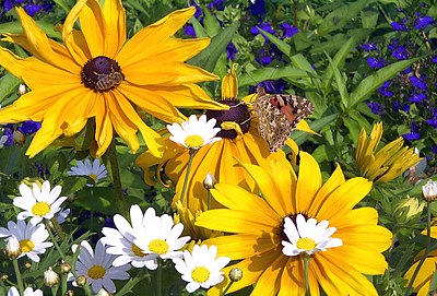 Bunga Rudbeckia fulgida