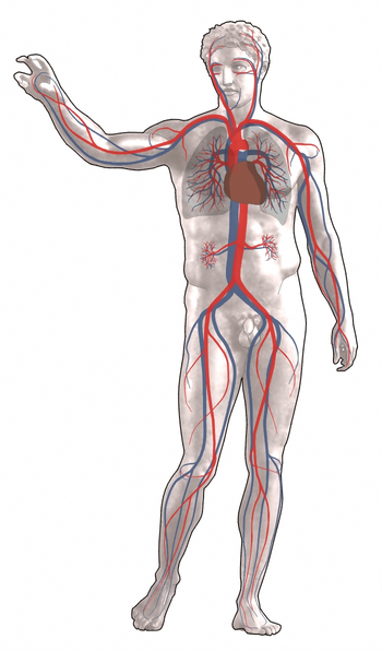 Blood circulation: Red = oxygenated Blue = deo...