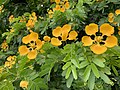 Gonopterodendron arboreum in bloom in Mounts Botanical Garden