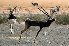 Putcol (Antilope cervicapra)