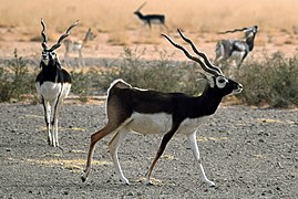 Antilope cervicapra