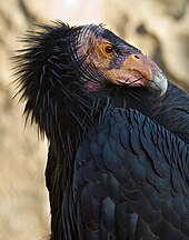  Large black bird with featherless head and 
hooked bill