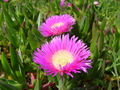 Hottentottenfeige,Rote Mittagsblume (Carpobrutus edulis)