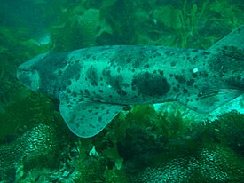 Австралийская головастая акула (Cephaloscyllium laticeps)