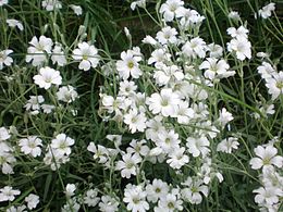 Gauruotoji glažutė (Cerastium tomentosum)