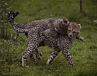 A cheetah cub playfully pouncing on another cub