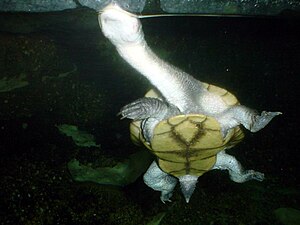 English: Roti Island Snake-necked Turtle (Chel...