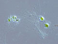 Chlorarachnion sp. (Cercozoa : (Chlorarachniophyta)
