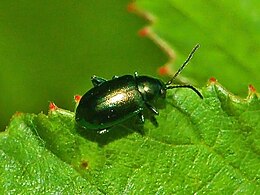 Takažolinė spragė (Altica oleracea)