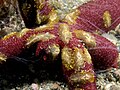 Coeloplana astericola (отряд Platyctenida) на поверхности морской звезды