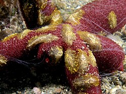 Coeloplana astericola sobre uma estrela-do-mar.