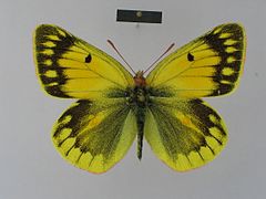 Colias nina