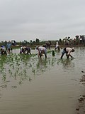 Miniatura per Arrossars del Delta de l'Ebre