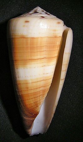 Conus ferrugineus