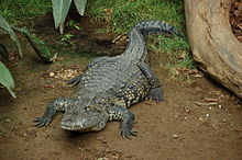 Крокодил де Морелет.jpeg