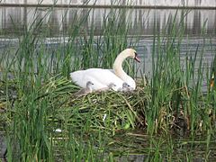 Cygne avec des petits de quelques jours dans le nid début mai