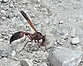 D. dimidiatipenne collecting sand near Yoqne-am, Israel