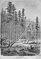 Die Gartenlaube (1873) b 499.jpg Die Harfe bei Sommerau. Nach der Natur aufgenommen von G. Bertold (S)