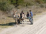 Повозка с осликами, Серонга, Ботсвана - Panoramio.jpg