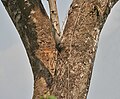 batang pokok di Jayanti di Simpanan Harimau Buxa di daerah Jalpaiguri di Bengal Barat, India.