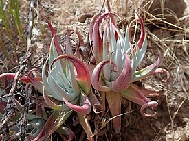 Dudleya saxosa subsp. collomiae