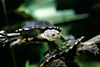 Eastern long neck tortoise - chelodina longicollis.jpg